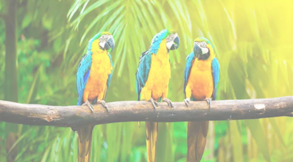 Gamma Drift and Contrast Loss